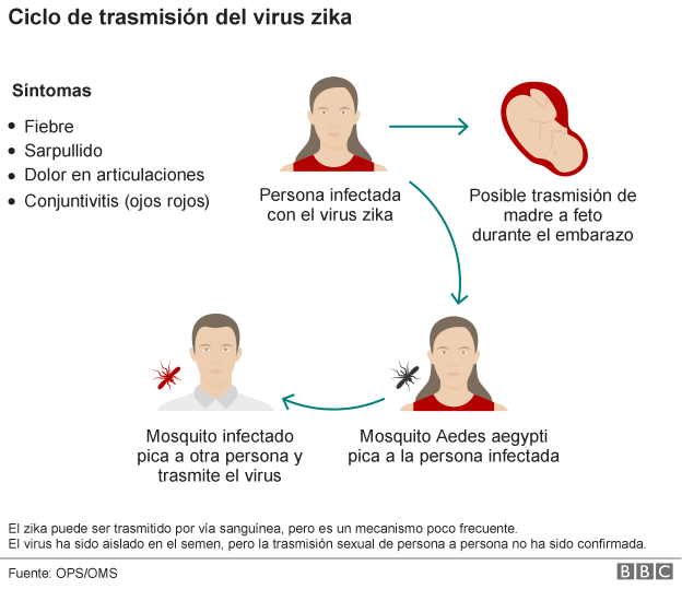 160126132204_zika_virus_cycle_624-08_spanishversion3
