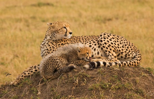 2835477145_095fc65d5b_z